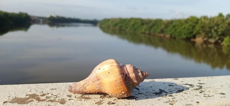 Pulau Carey, Selangor
